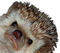 :igel: