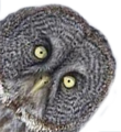 :owlwhat: