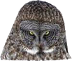 :owl: